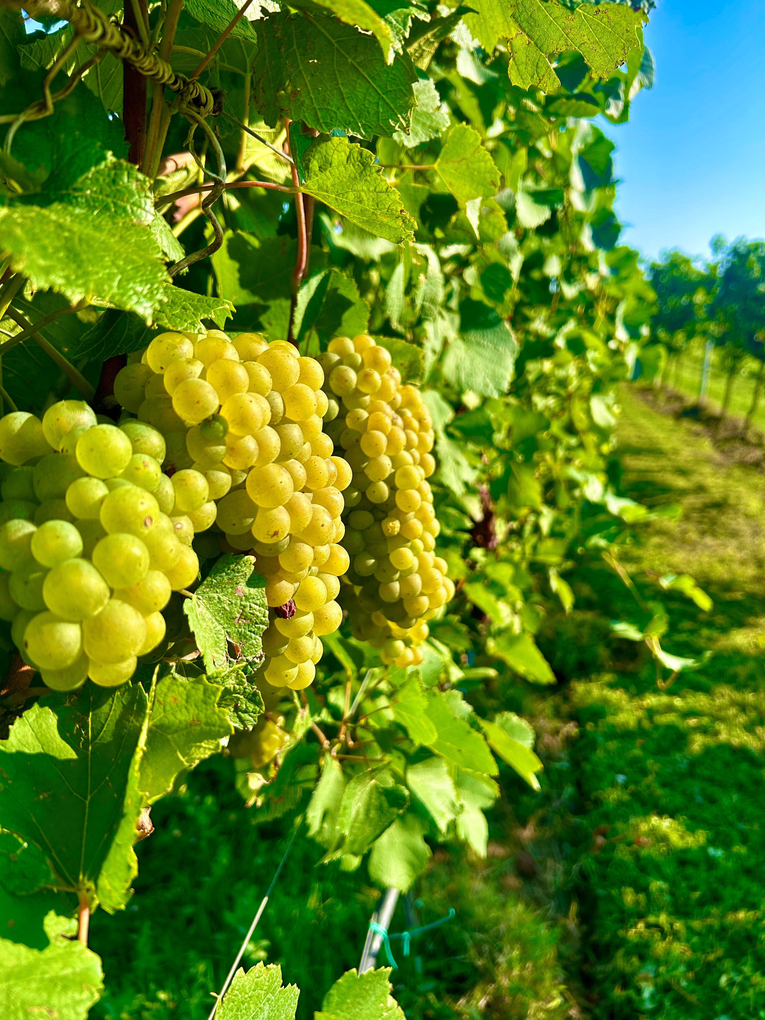 Pinot Bianco - cantina Carraro