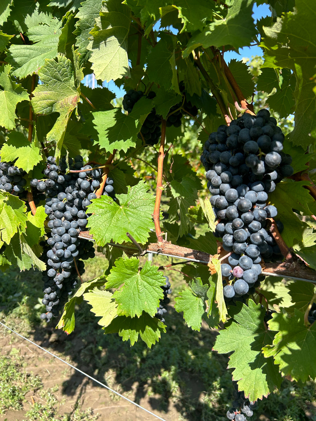 REFOSCO DAL PEDUNCOLO ROSSO - Carraro