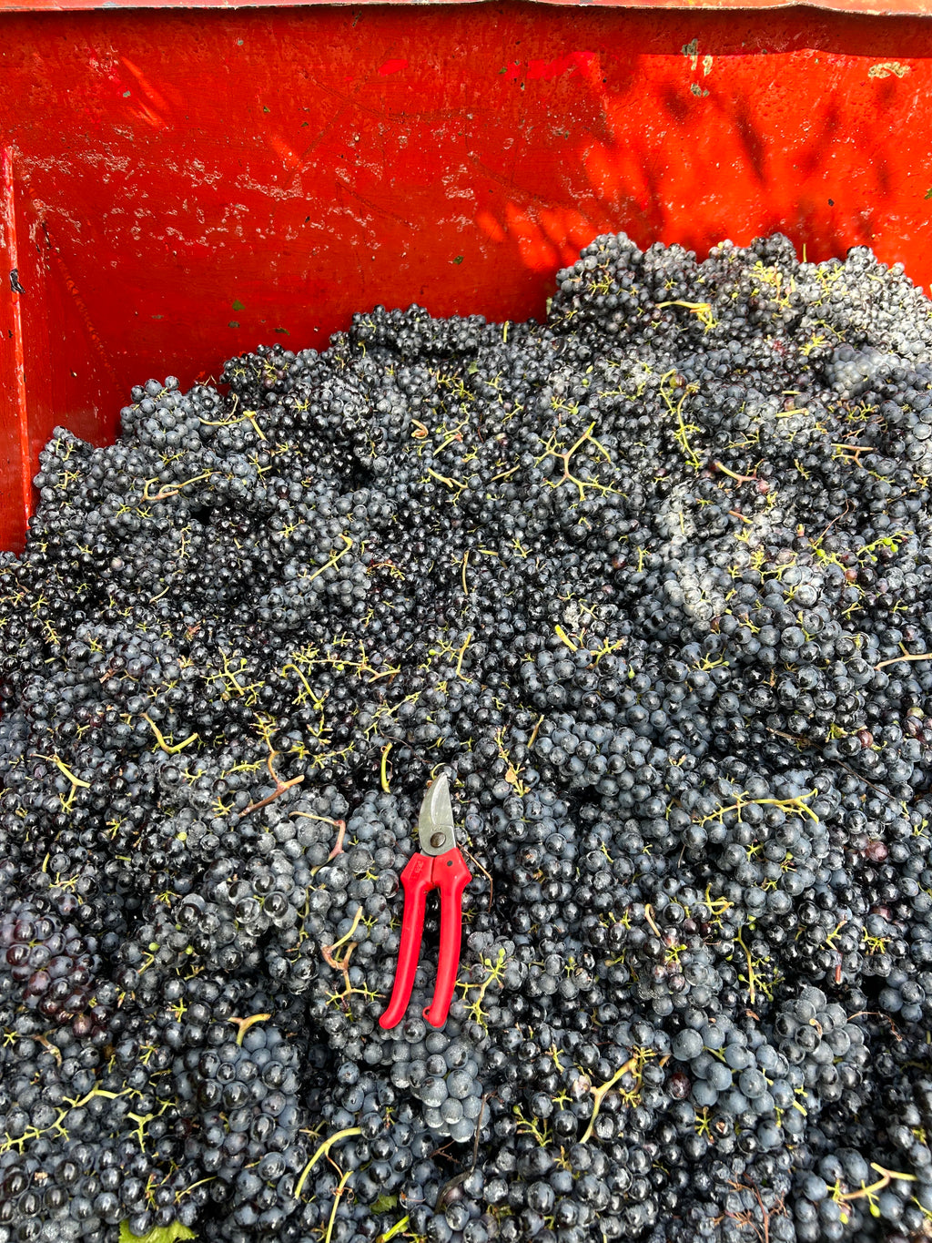 REFOSCO DAL PEDUNCOLO ROSSO - Carraro
