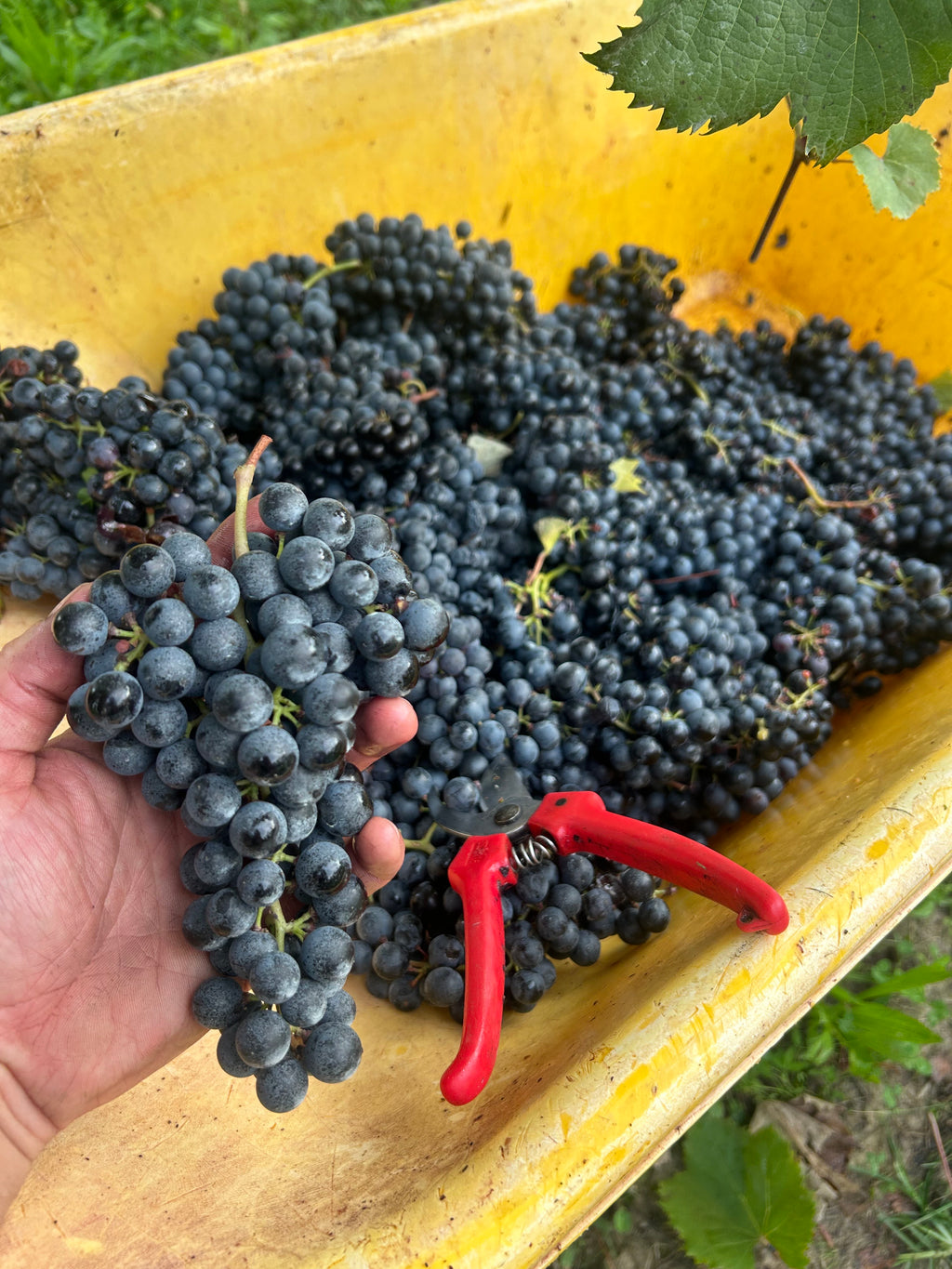 REFOSCO GUERRINO  Carraro