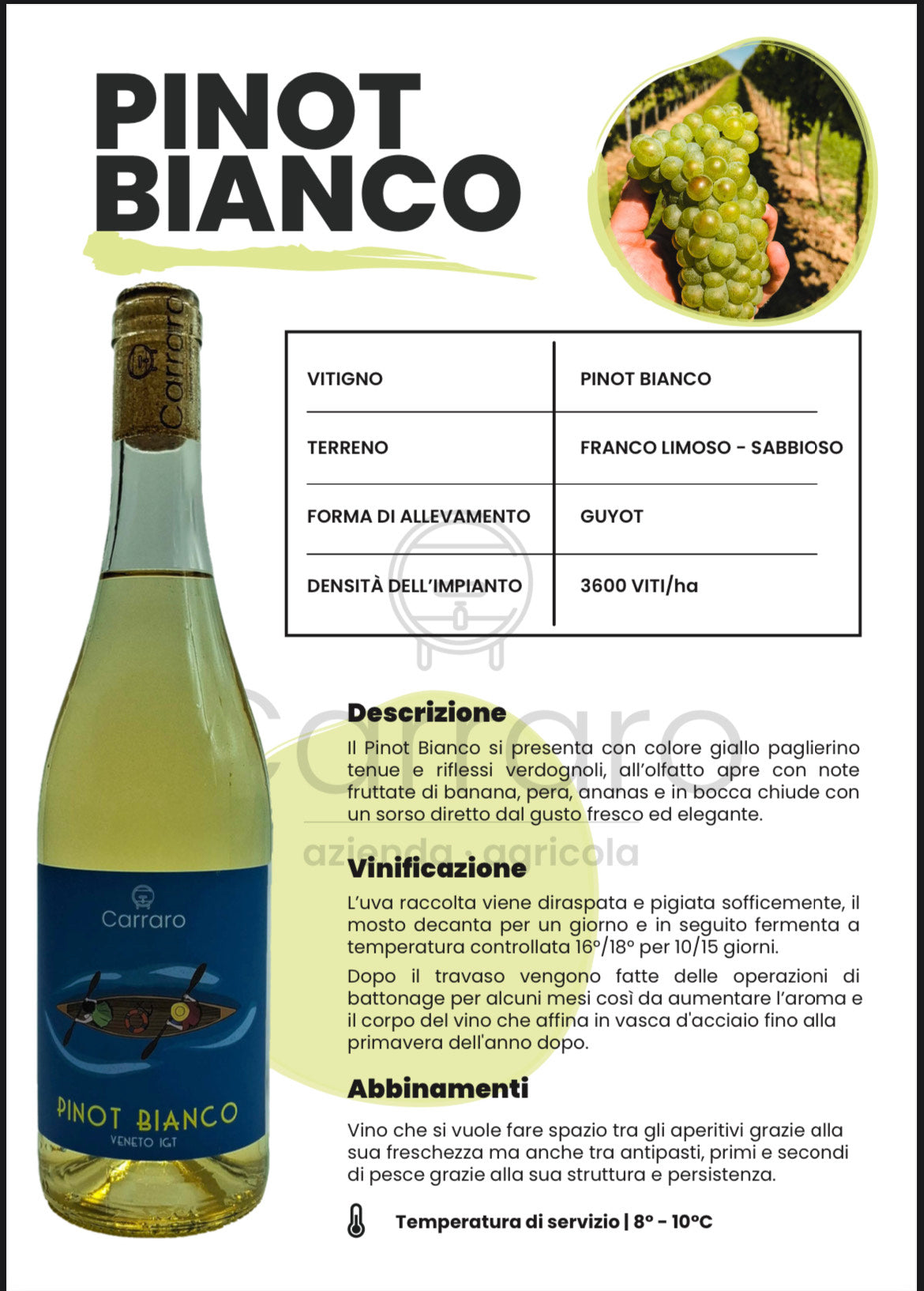 Pinot Bianco - cantina Carraro
