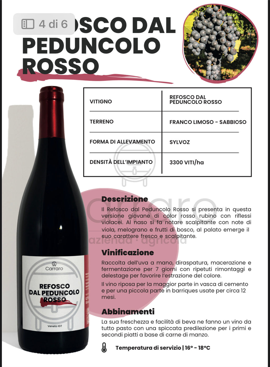 REFOSCO DAL PEDUNCOLO ROSSO - Carraro